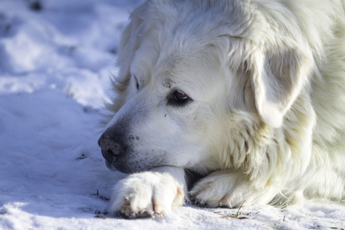Preparazione Invernale: Come Prendersi Cura del Tuo Cane Durante i Mesi Freddi