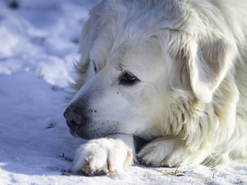 Preparazione Invernale: Come Prendersi Cura del Tuo Cane Durante i Mesi Freddi