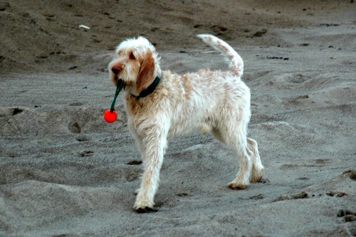 Spinone italiano   Image of Spinone italiano 2 1200x800
