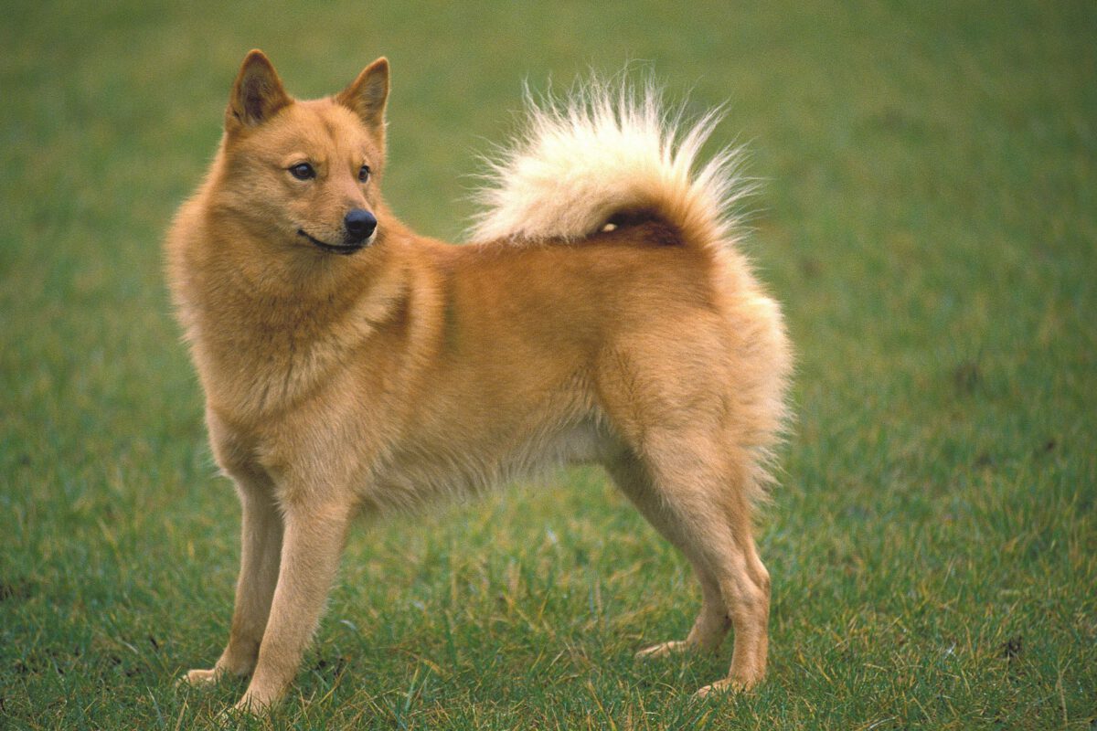 Spitz finnico