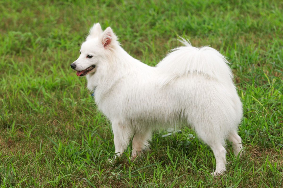 Spitz giapponese