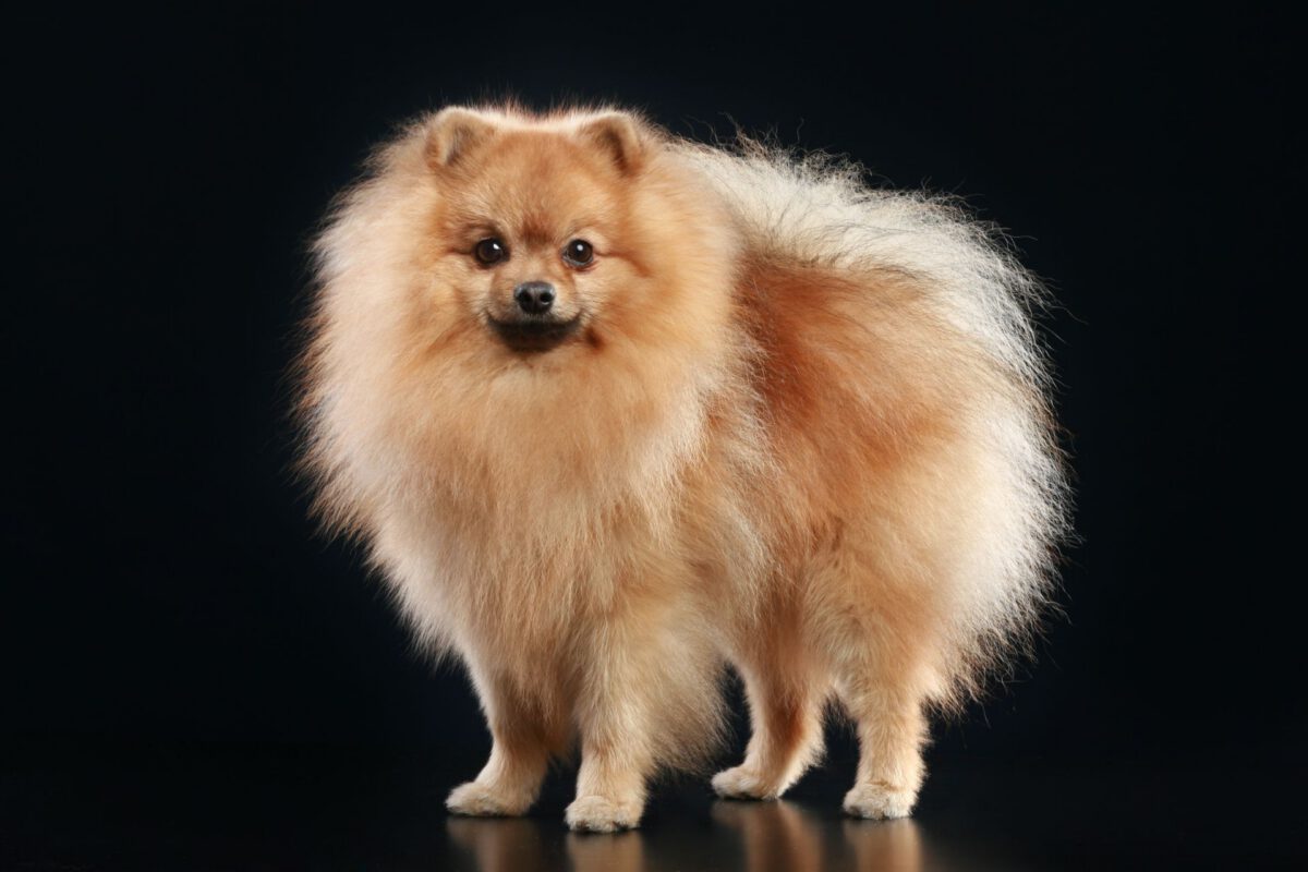 Spitz tedeschi