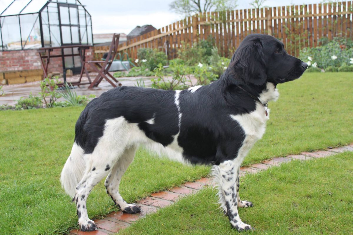 Stabyhound