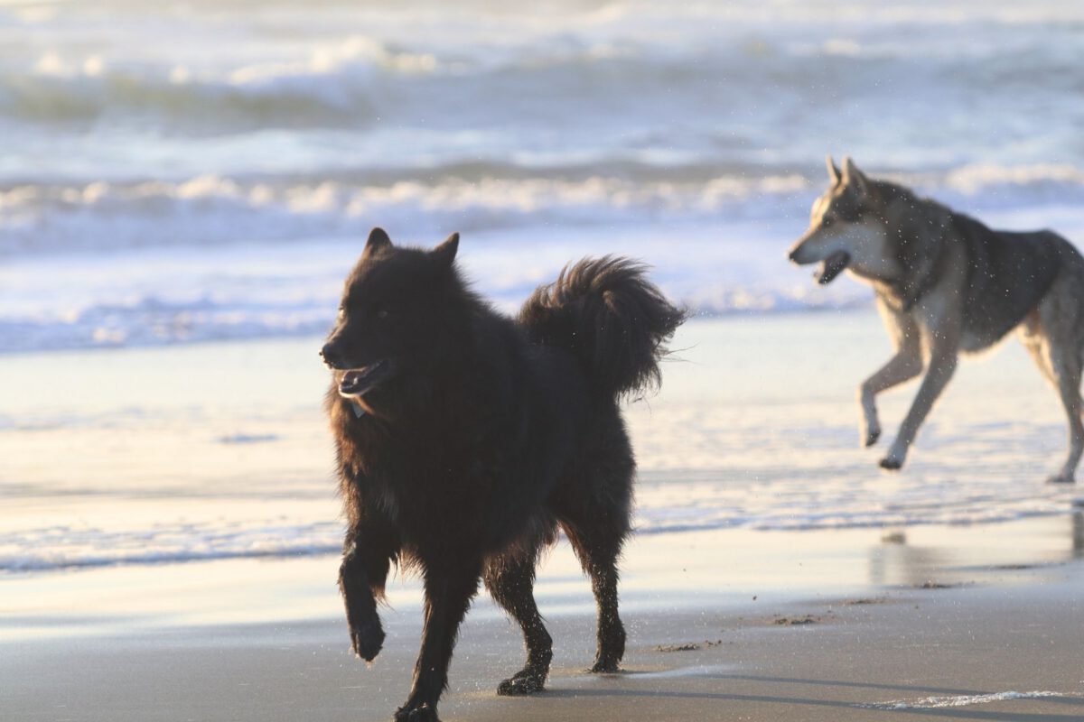 Svensk lapphund