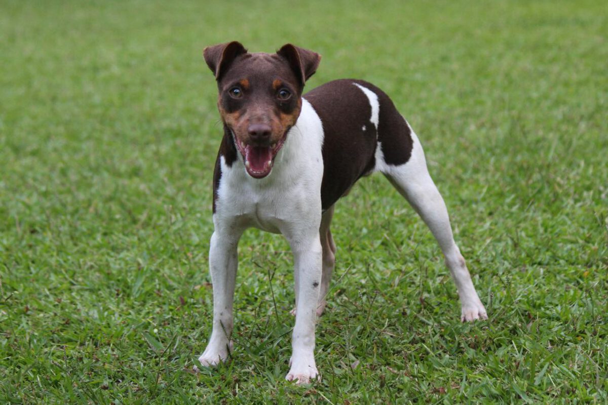Terrier brazileiro