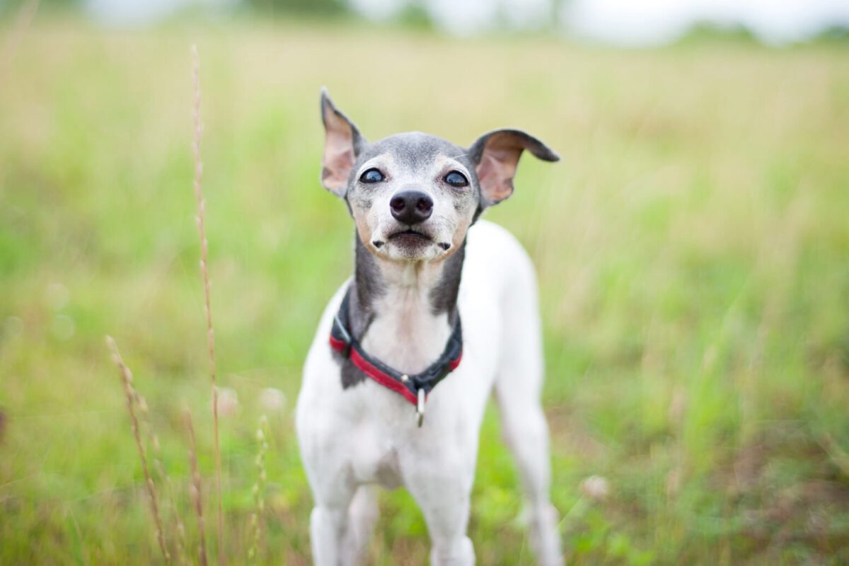 Terrier giapponese