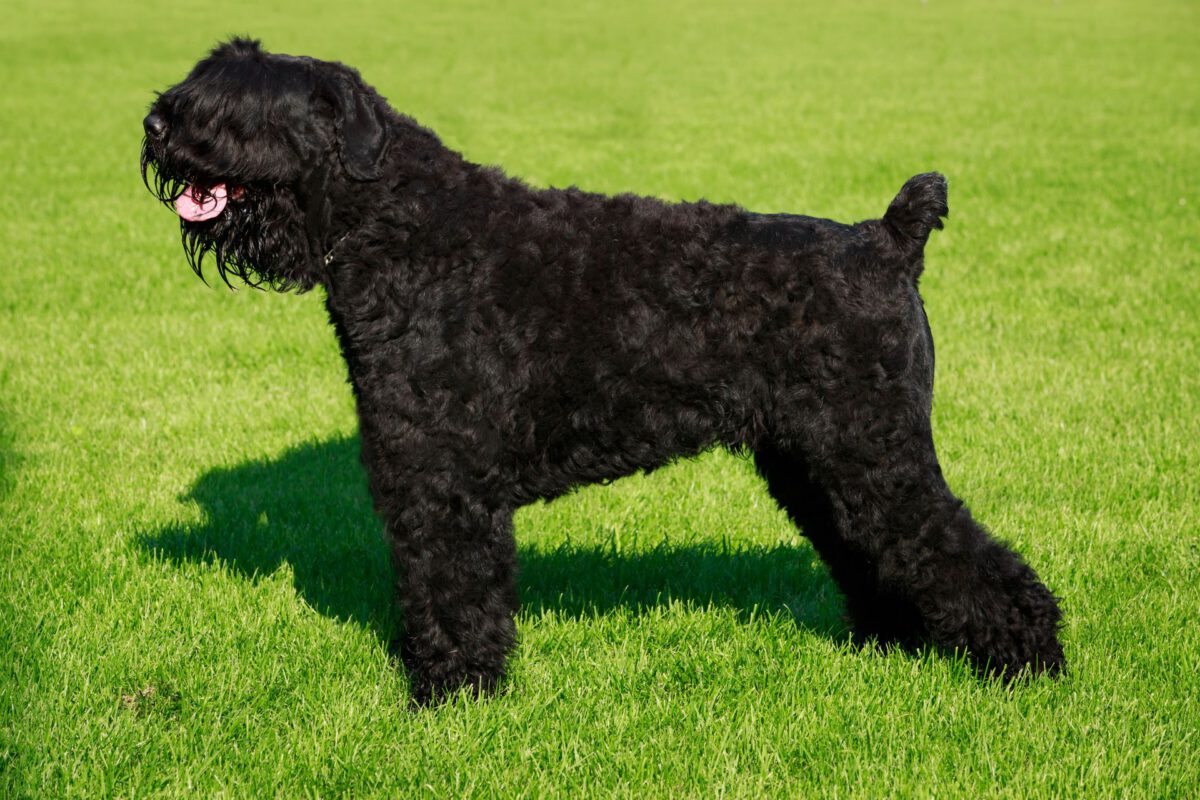Terrier nero russo