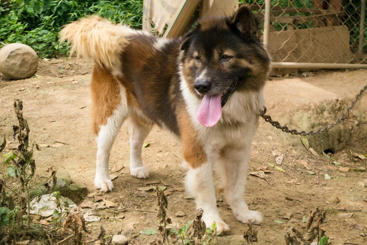 Thai bangkaew dog