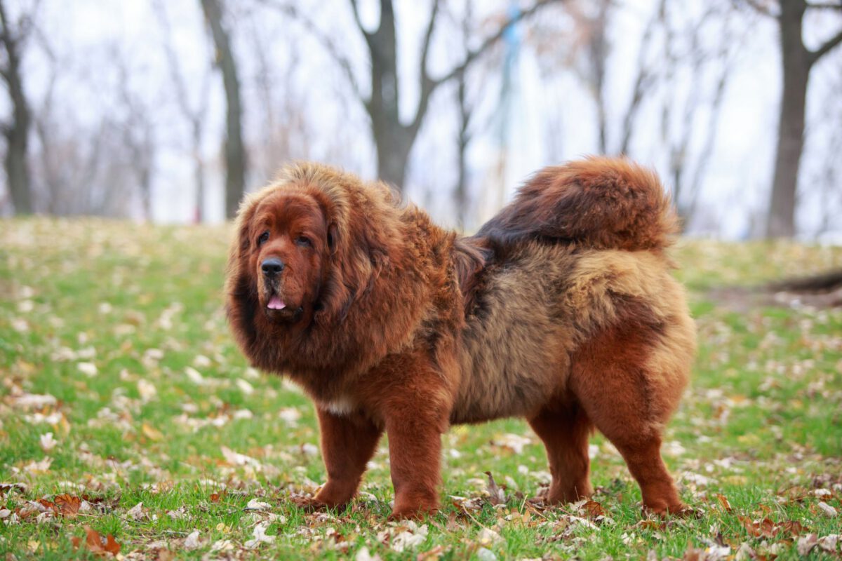 Tibetan mastiff