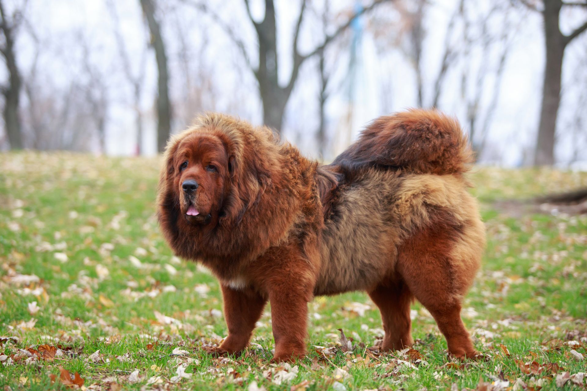 Cartello Segnaletico Per Cane Tibetan Mastiff 30x15 Cm - Pannello In PVC Con Viti Inox, "Attente Cane" - 2