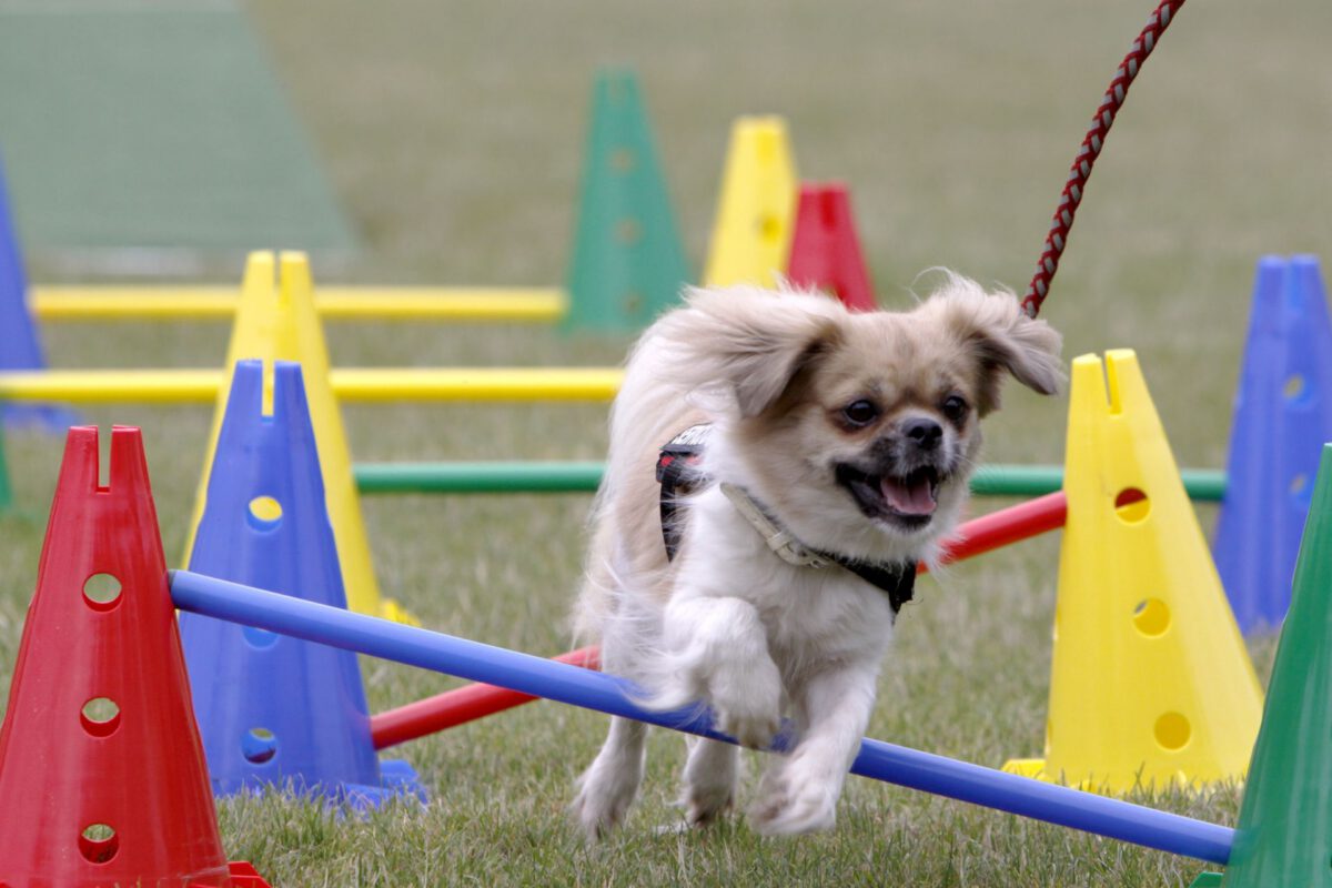 Tibetan spaniel