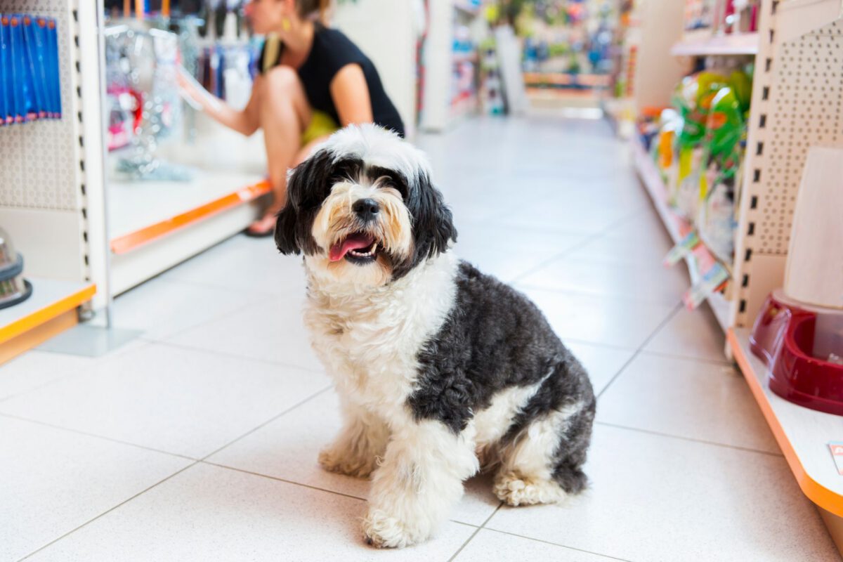 Tibetan terrier