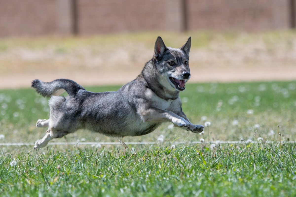 Vastgotsaspets