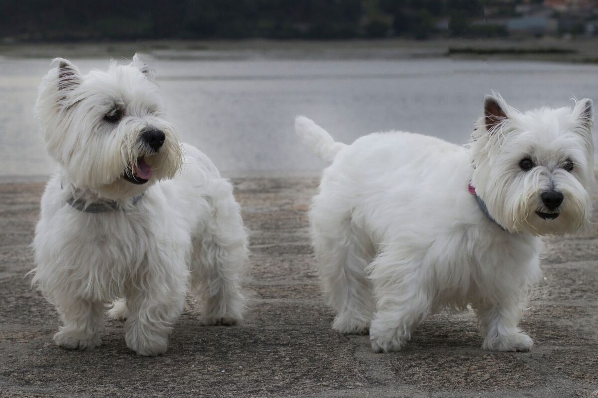 West highland white terrier