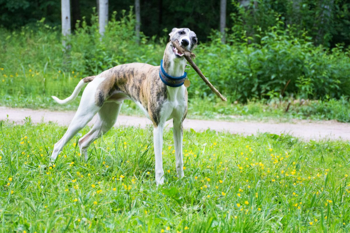 Whippet