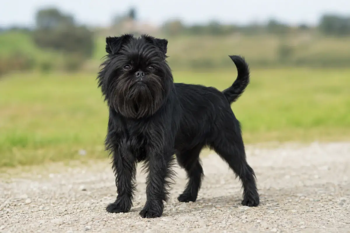 Affenpinscher adulto in ambiente naturale