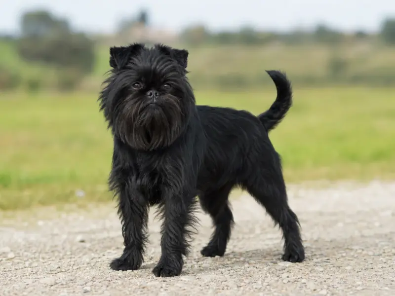 Affenpinscher adulto in ambiente naturale