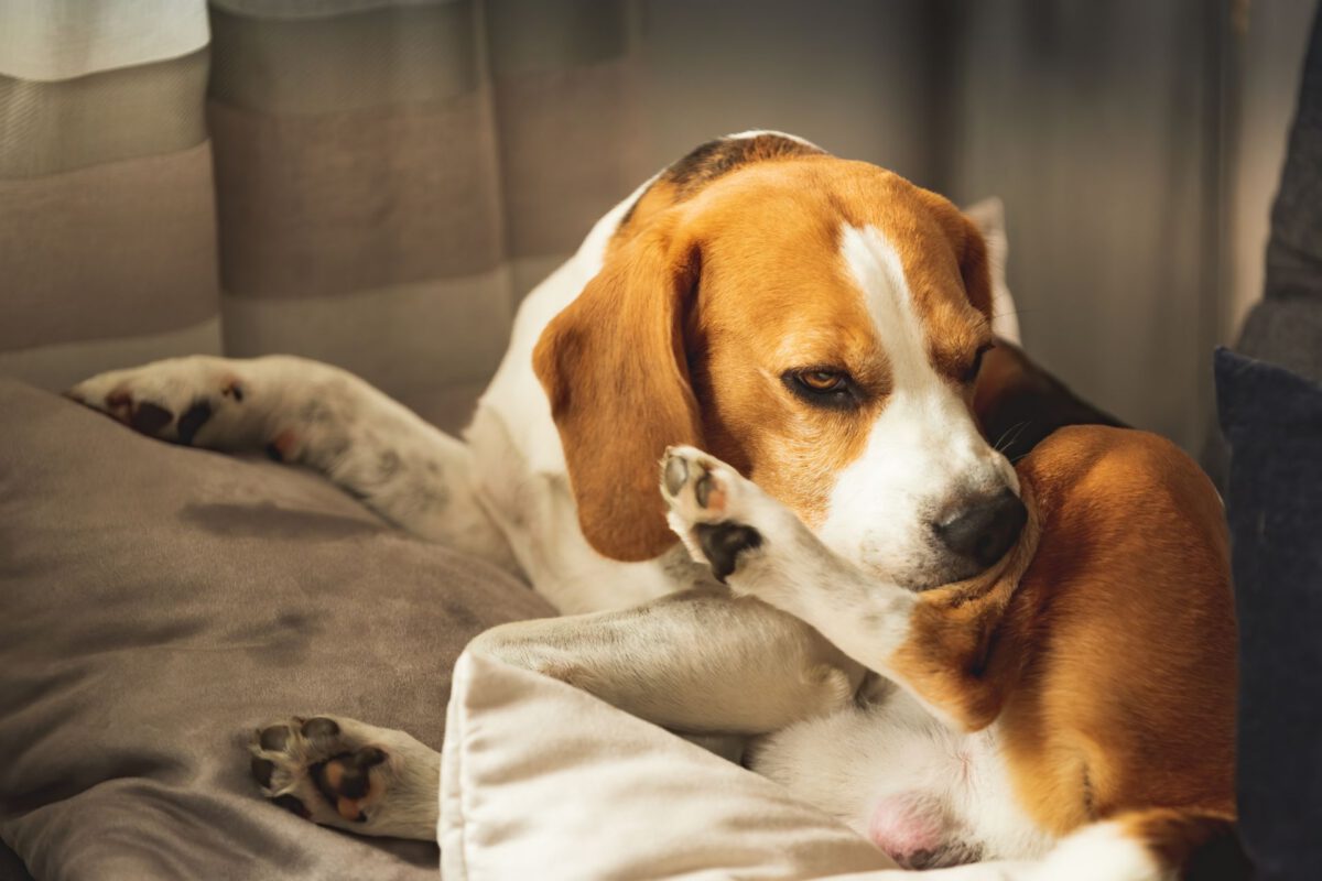 Allergie crociate nei cani: un’indagine approfondita sul tema