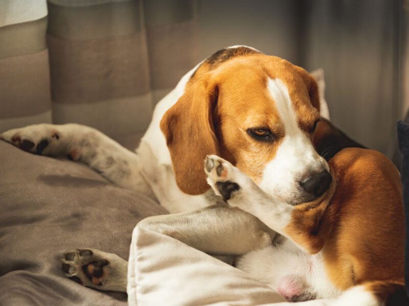 Allergie crociate nei cani: un’indagine approfondita sul tema