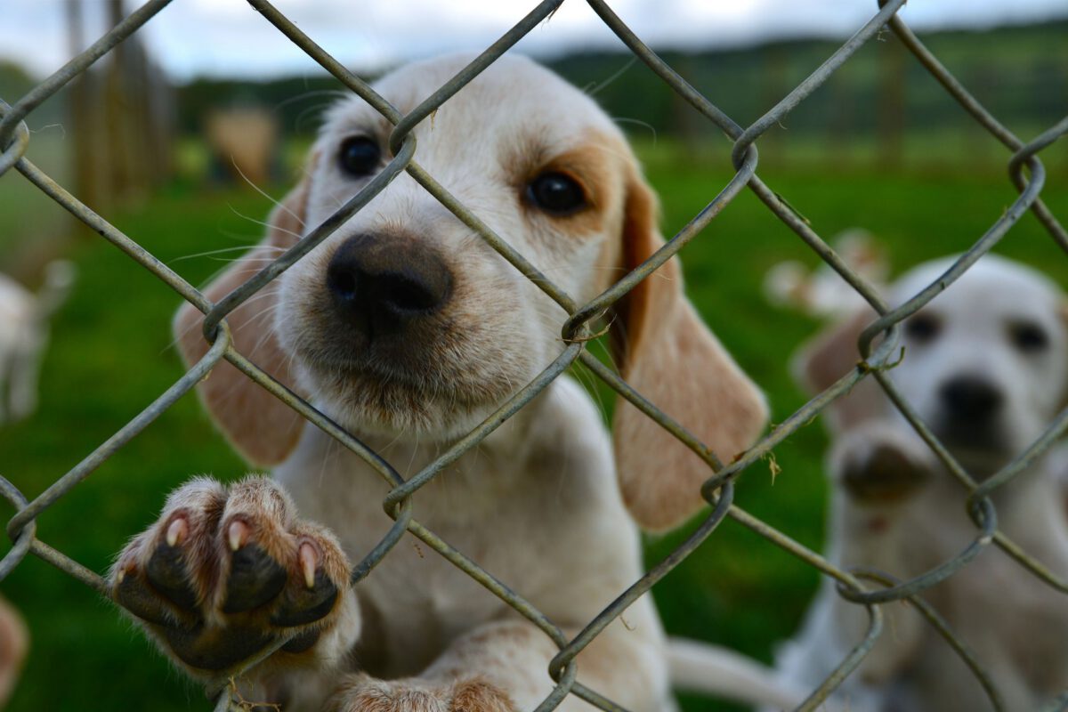 L’allevamento: è importante scegliere un cane da un allevatore responsabile