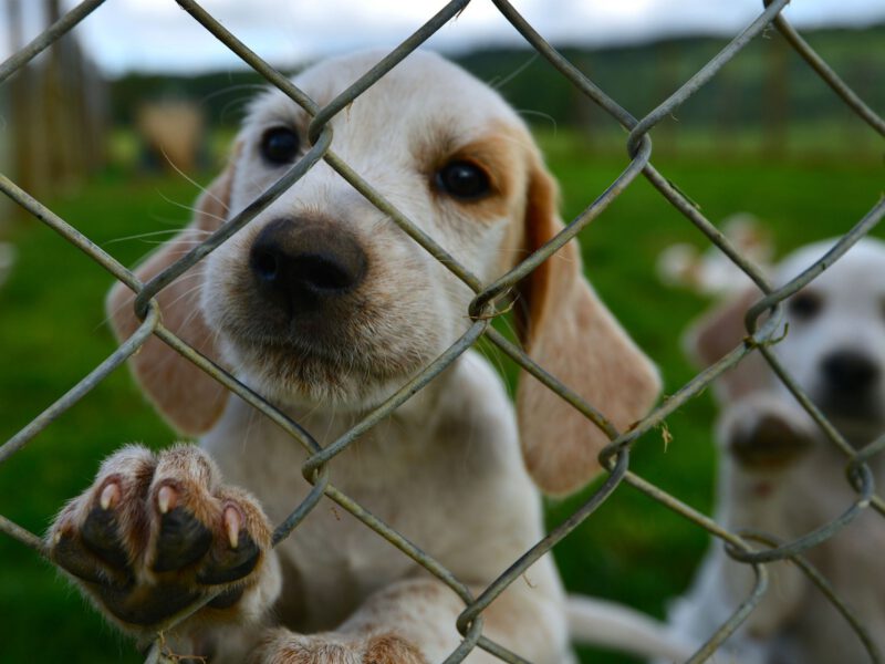 L’allevamento: è importante scegliere un cane da un allevatore responsabile