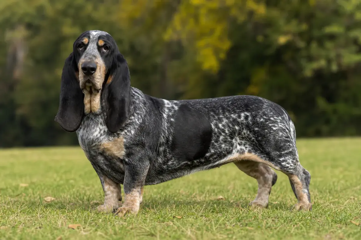 Basset Bleu de Gascogne adulto in ambiente naturale