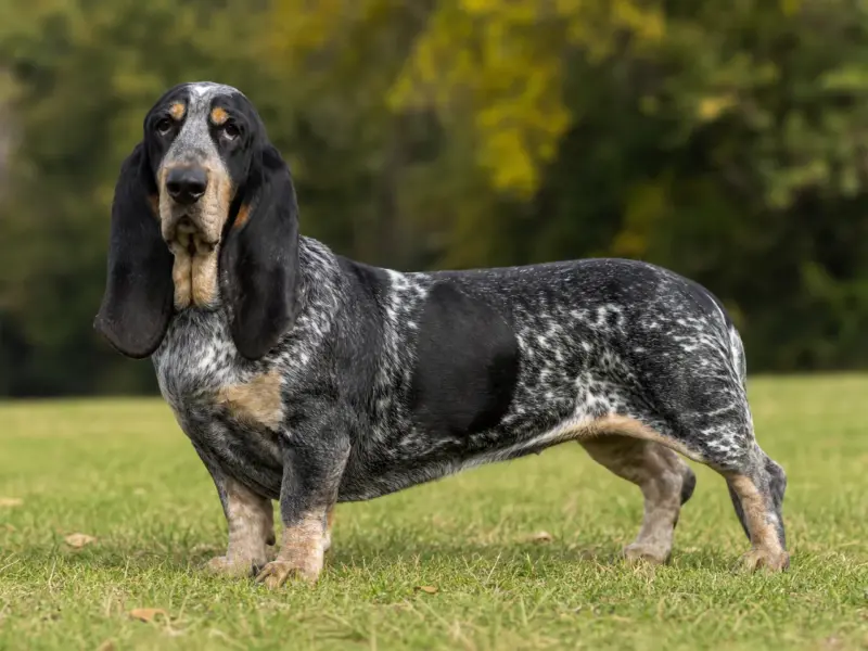 Basset Bleu de Gascogne adulto in ambiente naturale