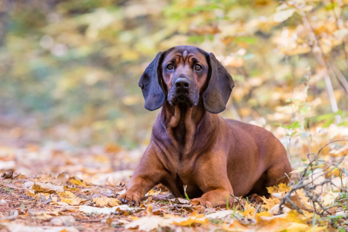Bayerischer gebirgsschweisshund