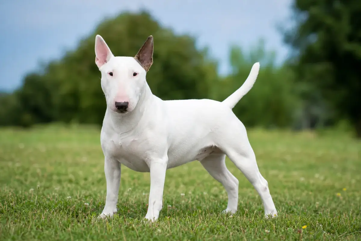 Bull Terrier Miniatura adulto in ambiente naturale