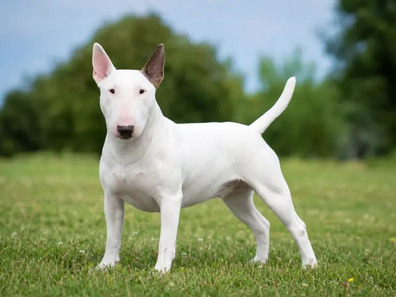Bull Terrier Miniatura adulto in ambiente naturale