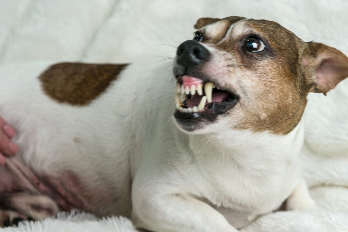 Cane e Comportamento Aggressivo: Un’Analisi Approfondita dei Fattori e delle Soluzioni