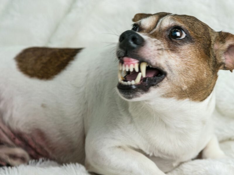 Cane e Comportamento Aggressivo: Un’Analisi Approfondita dei Fattori e delle Soluzioni