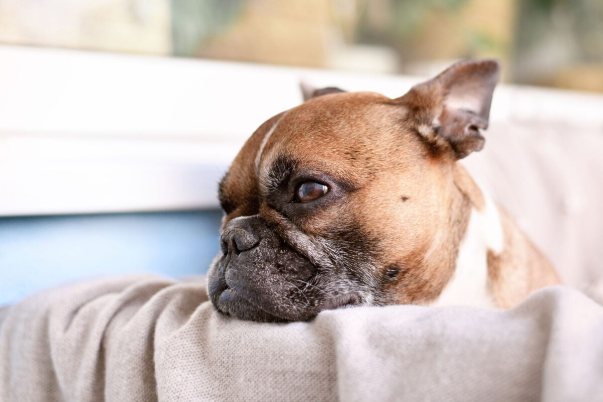 Cane e problemi respiratori: Un’analisi approfondita dei disturbi respiratori nei cani e le loro implicazioni