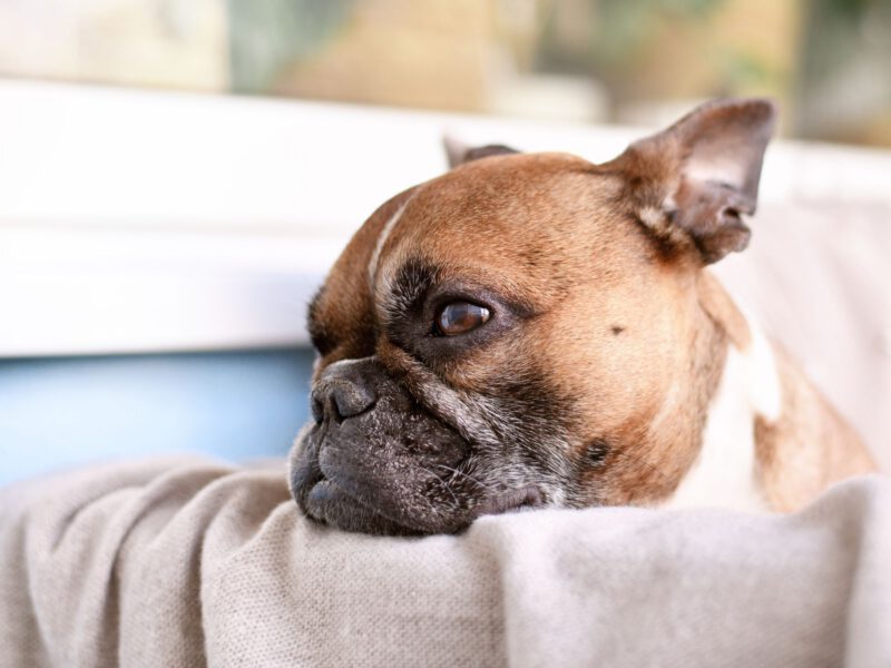 Cane e problemi respiratori: Un’analisi approfondita dei disturbi respiratori nei cani e le loro implicazioni