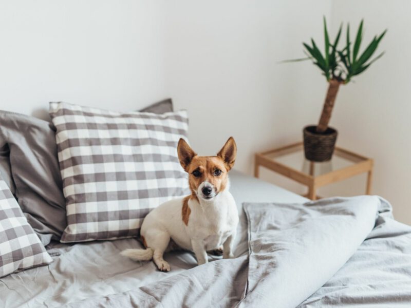 Confronto dei livelli di energia: Scopri quale razza di cane si adatta meglio al tuo stile di vita attivo!
