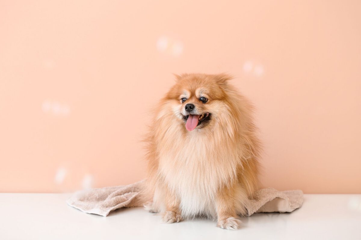 La cura del pelo del cane: 7 consigli per un mantello sano e splendente
