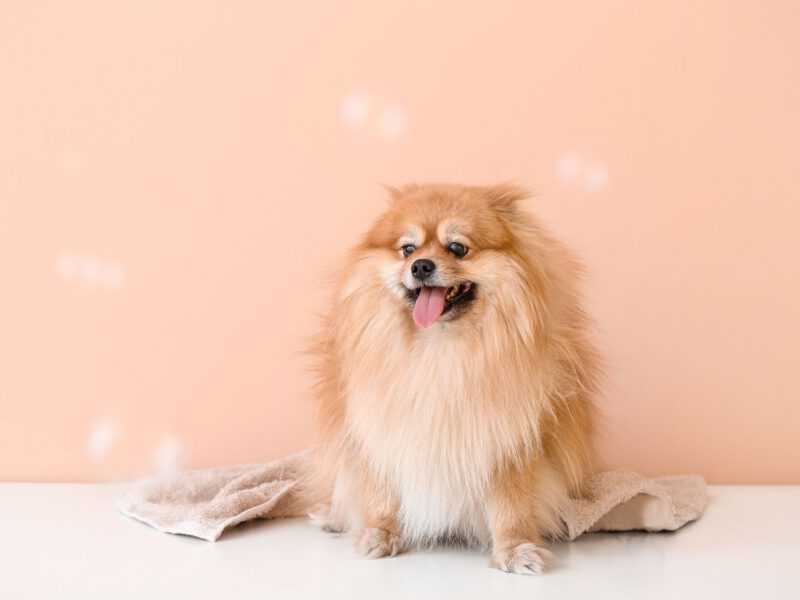 La cura del pelo del cane: 7 consigli per un mantello sano e splendente