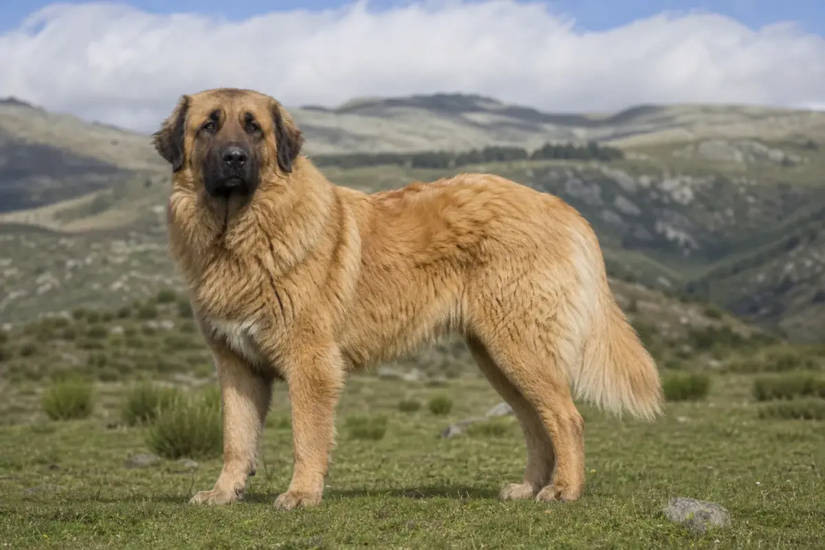 Cane da Serra da Estrela adulto in montagna