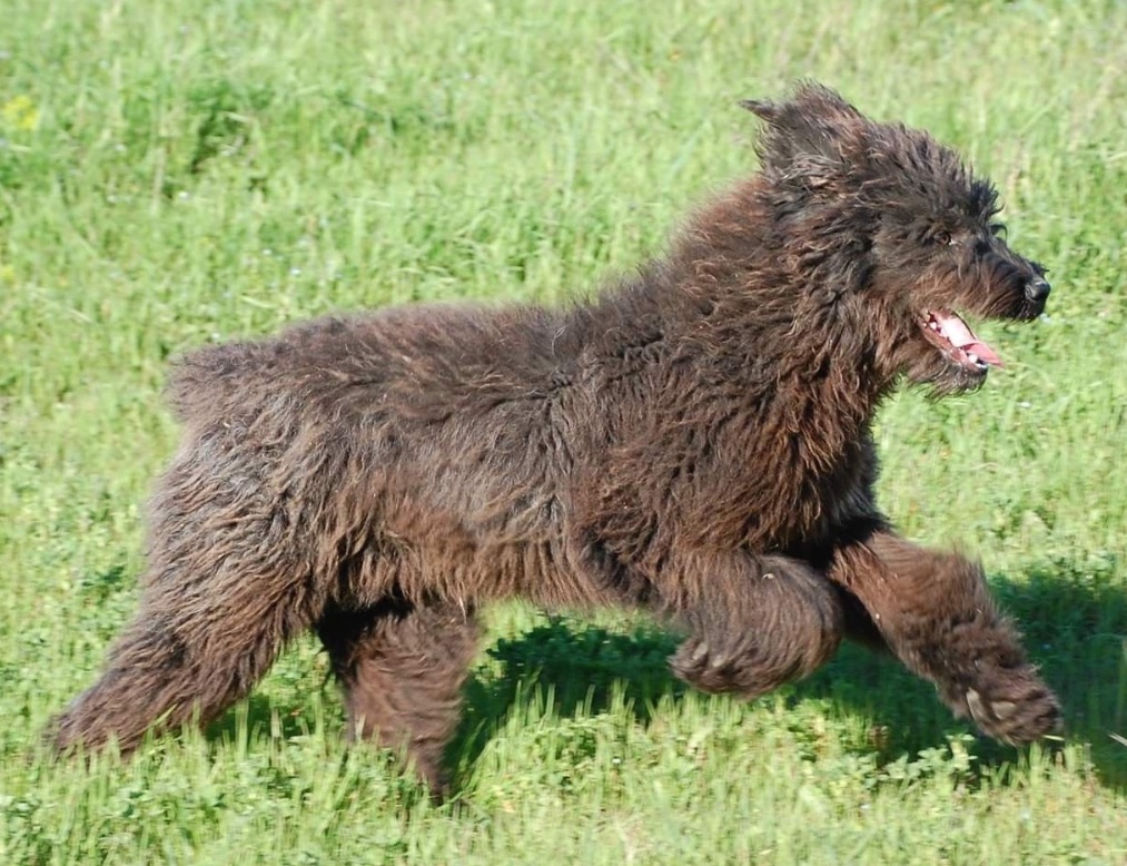 Cane del Fonnese