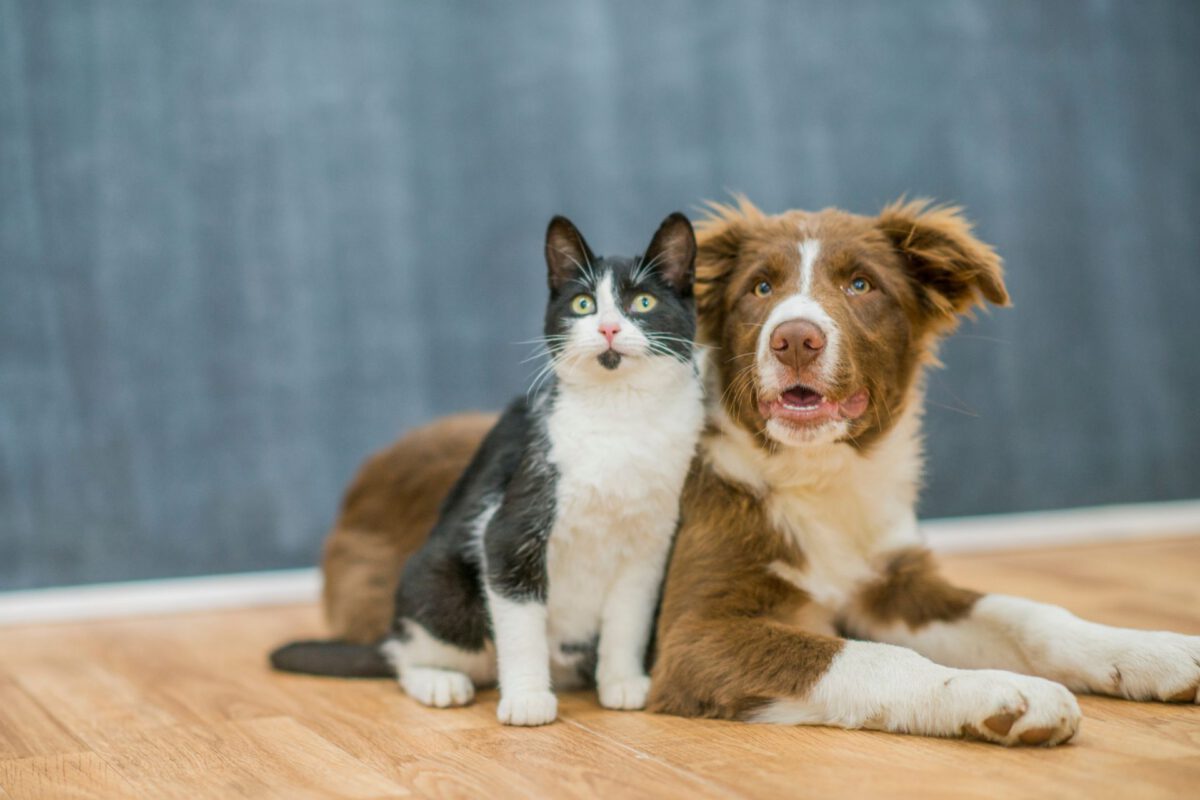 Cane e Gatti: Strategie per una Convivenza Armoniosa