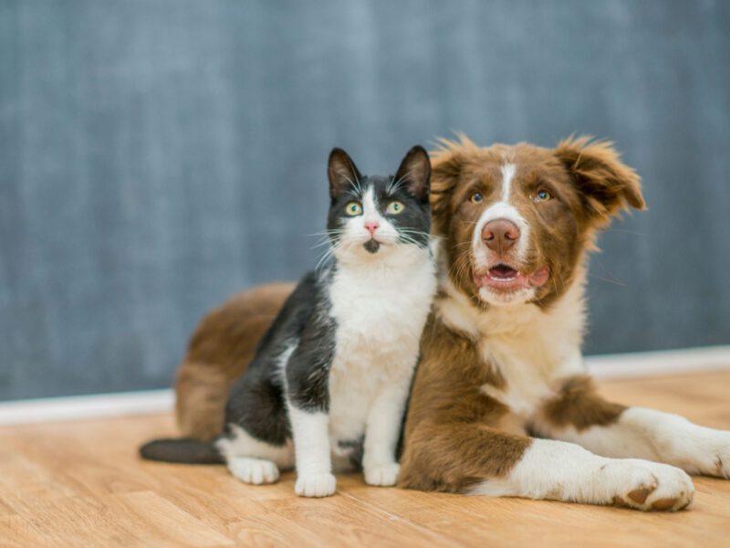 Cane e Gatti: Strategie per una Convivenza Armoniosa