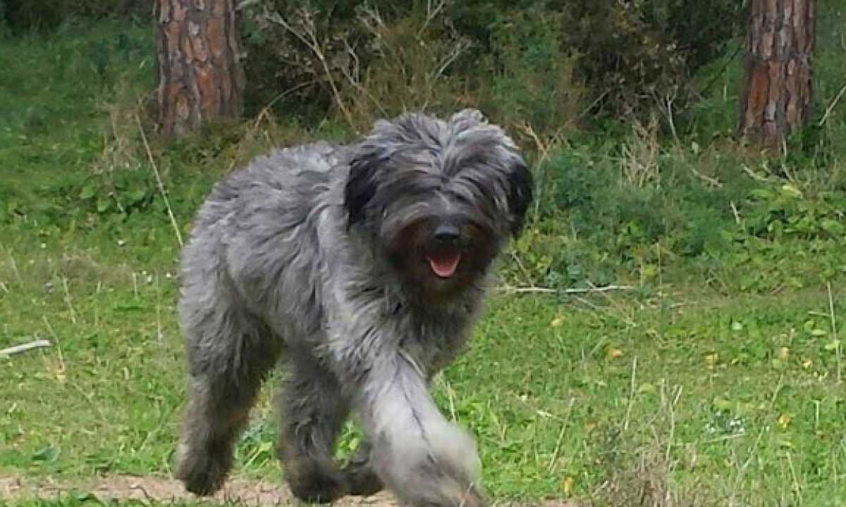 Cane fonnese