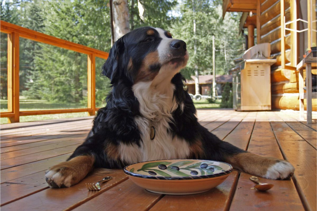 L’Importanza dell’Omega-3 nella Dieta del Cane: Un Elemento Cruciale per la Salute e il Benessere