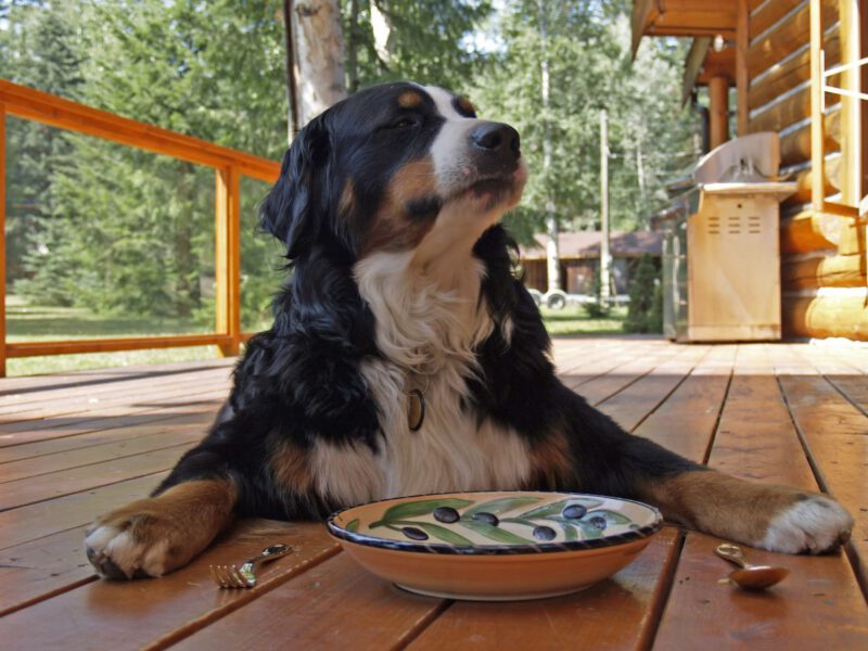 L’Importanza dell’Omega-3 nella Dieta del Cane: Un Elemento Cruciale per la Salute e il Benessere