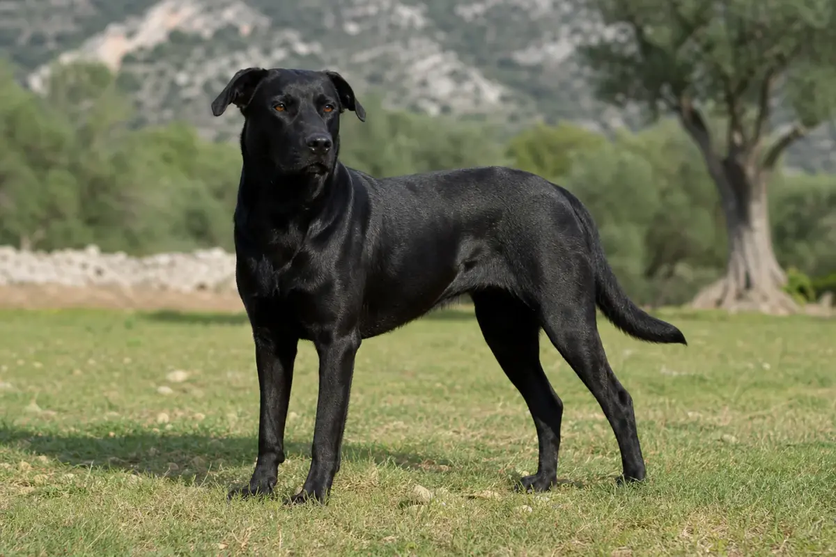 Cane da pastore Mallorquin adulto
