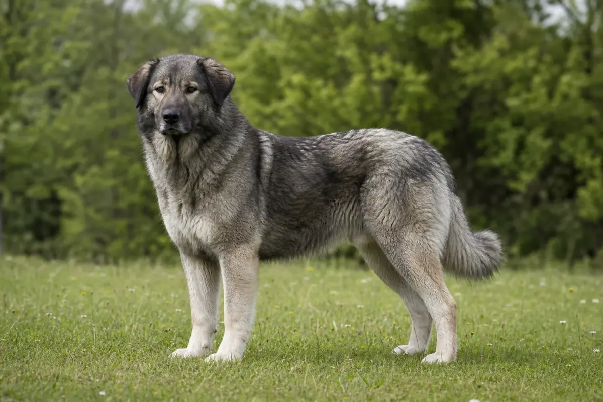 Cane da pastore rumeno dei Carpazi adulto