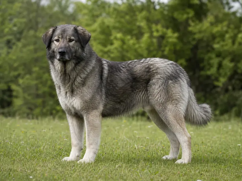 Cane da pastore rumeno dei Carpazi adulto