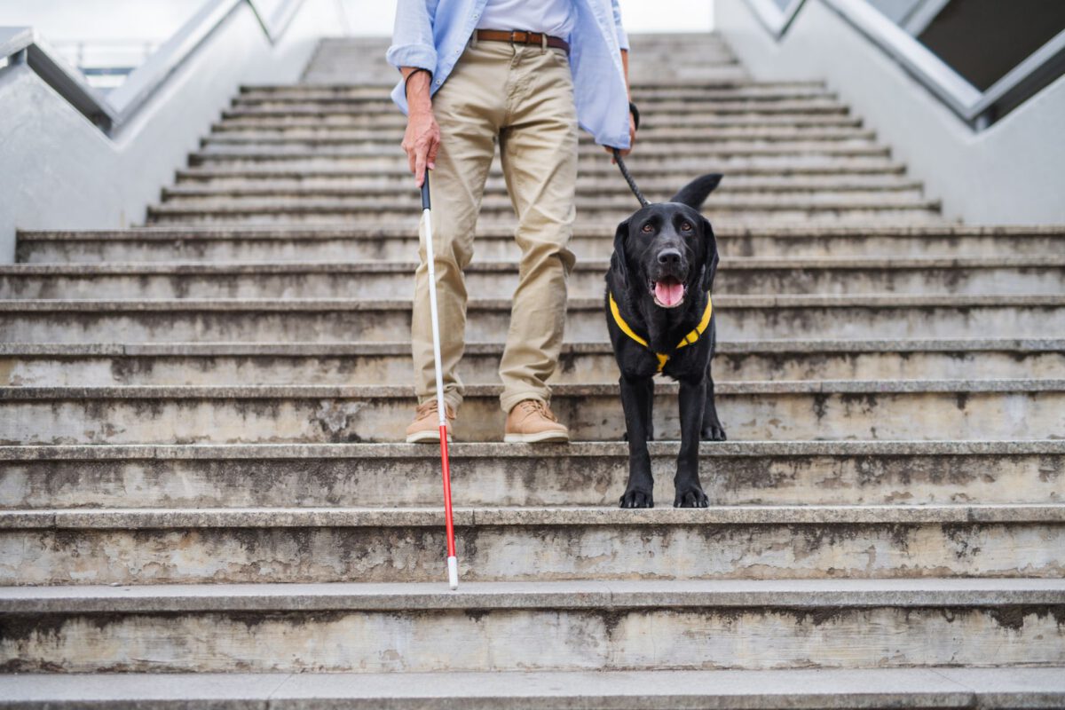 L’importanza dei cani nell’assistenza ai problemi visivi: un legame che va oltre la vista