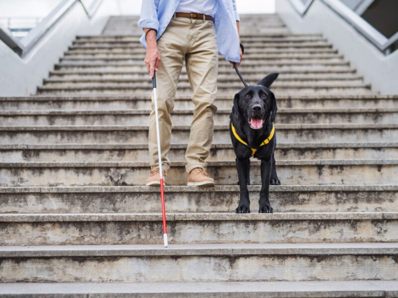 L’importanza dei cani nell’assistenza ai problemi visivi: un legame che va oltre la vista