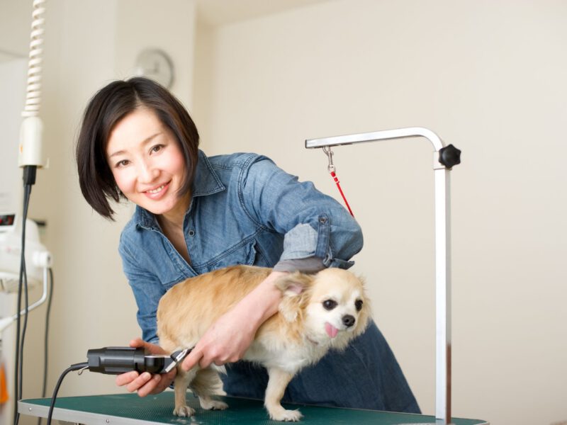 Tosare il Pelo del Cane: Tecniche e Consigli per una Toelettatura Perfetta
